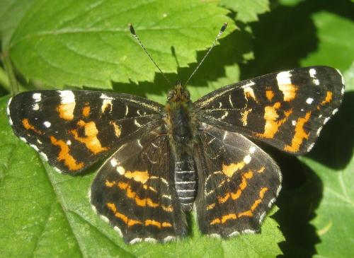 Araschnia levana